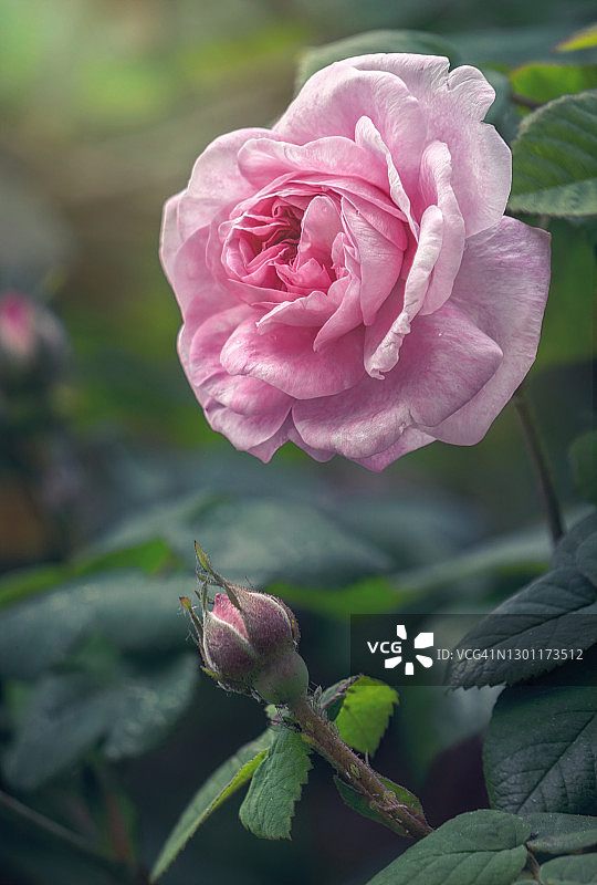 花园中娇嫩的夏日英国茶玫瑰图片素材