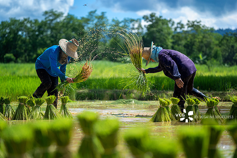 亚洲农民在稻田里劳作。图片素材