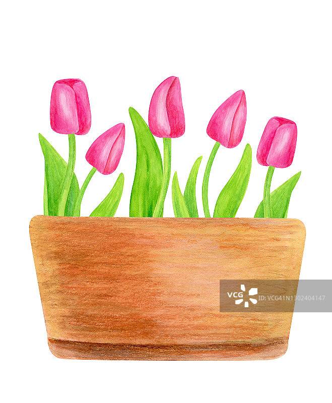 水彩郁金香花在花盆。手工绘制粉红色的春天花与叶片和球茎在陶瓷花盆图片素材