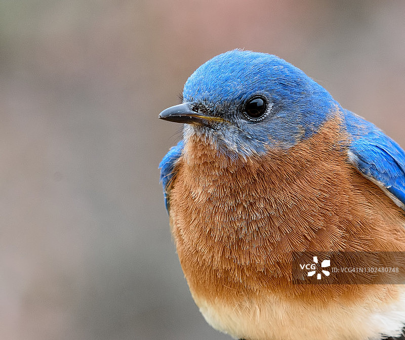 东部蓝鸟在冬天图片素材
