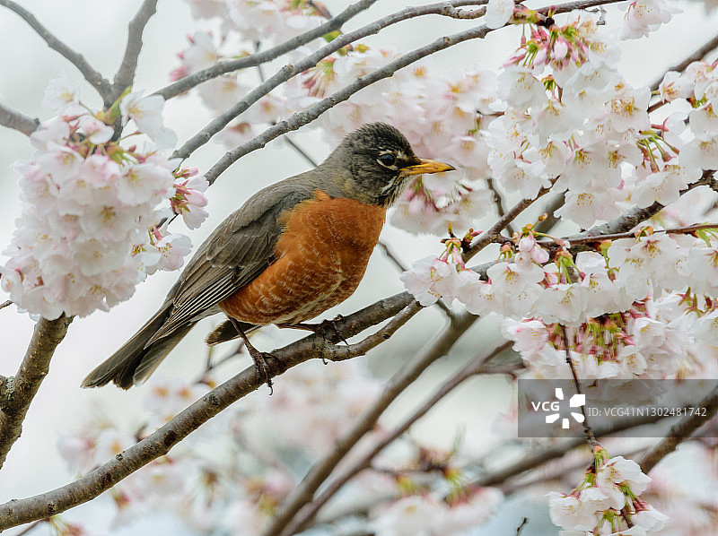 樱桃树上的美洲知更鸟图片素材
