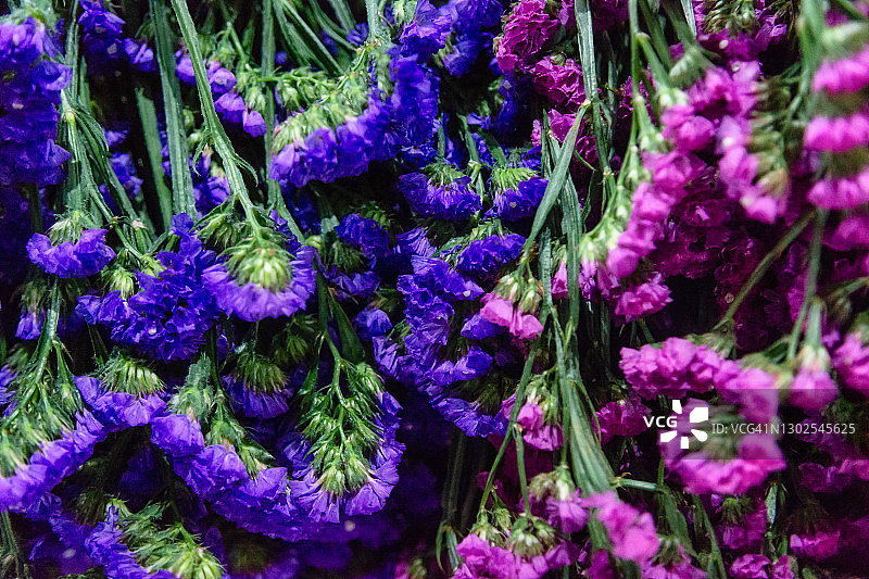 开紫色的花图片素材