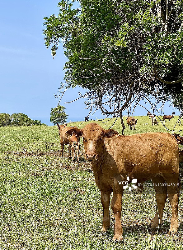 在澳大利亚拜伦湾草地牧场的树下的小牛图片素材