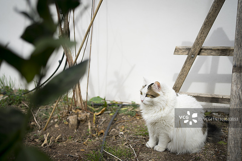 花园里的白猫图片素材