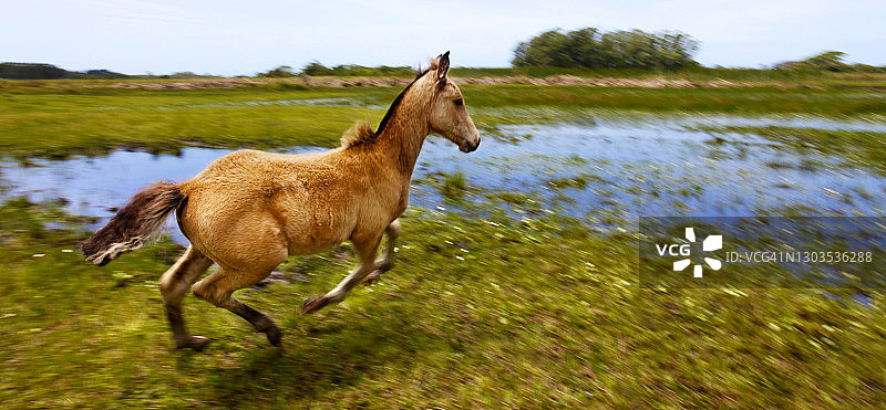 巴西南大草原上的潘帕斯草原上的一匹小马驹图片素材