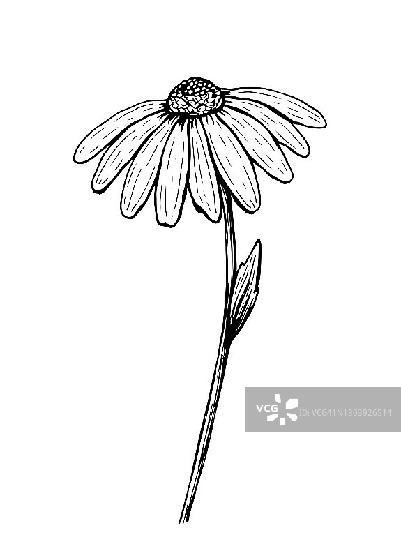 雏菊花孤立在白色背景上图片素材