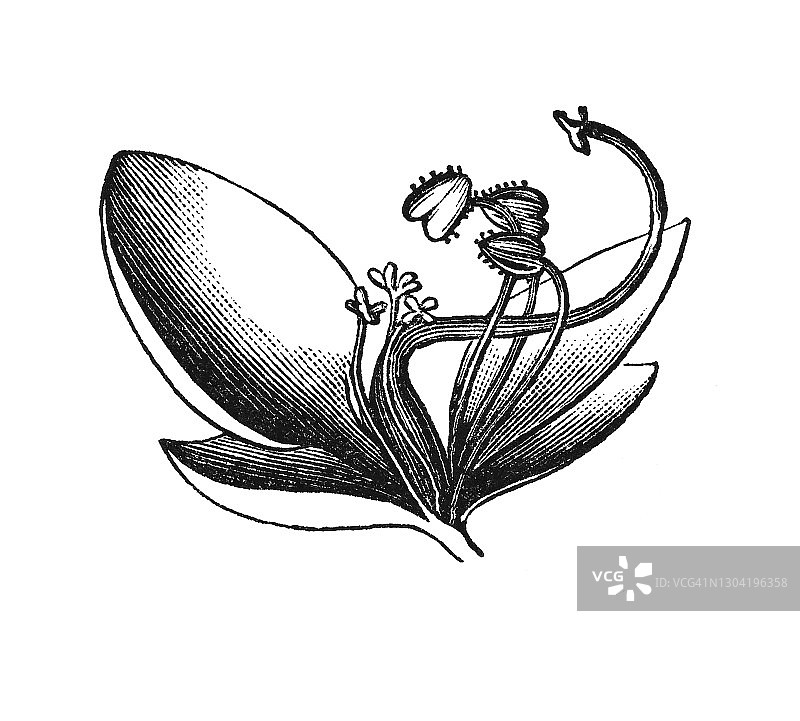 蕨科植物学古雕刻插图图片素材