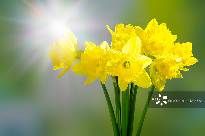 黄色的水仙花在阳光下，春天田园诗与美丽的复活节花模糊抽象的背景图片素材