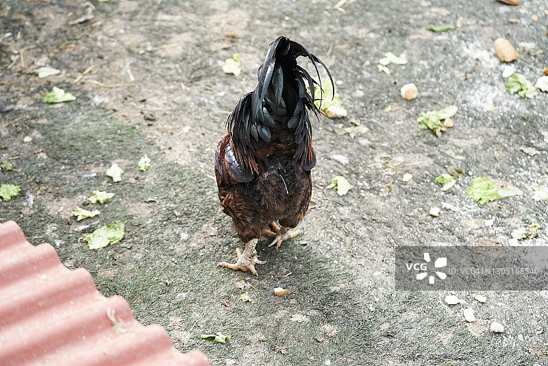一个农场上的公鸡啄食在地上的后近景。图片素材