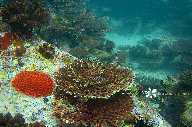 水下场景。圆角珊瑚的结构:圆角珊瑚科和鹿角珊瑚科的一员图片素材