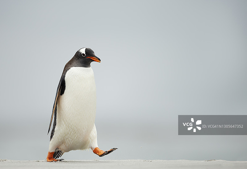 巴布亚企鹅在沙滩上散步图片素材