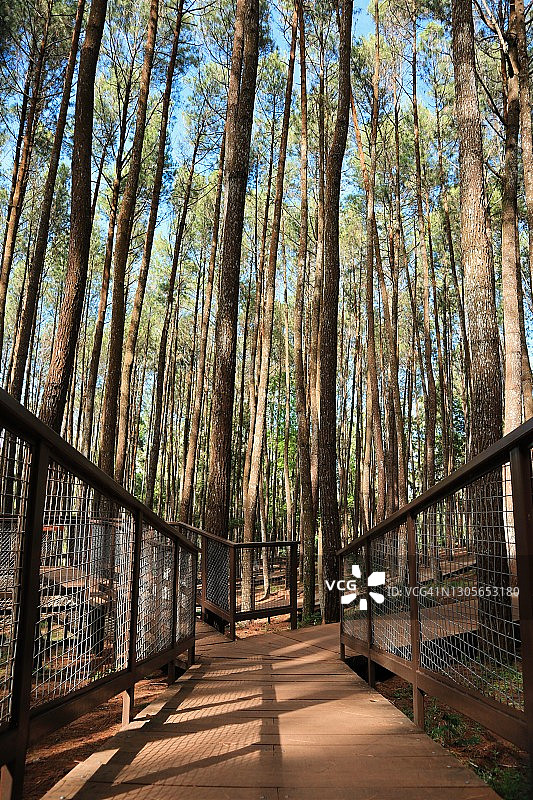 风景秀丽的曼古南松林，日惹，印度尼西亚图片素材