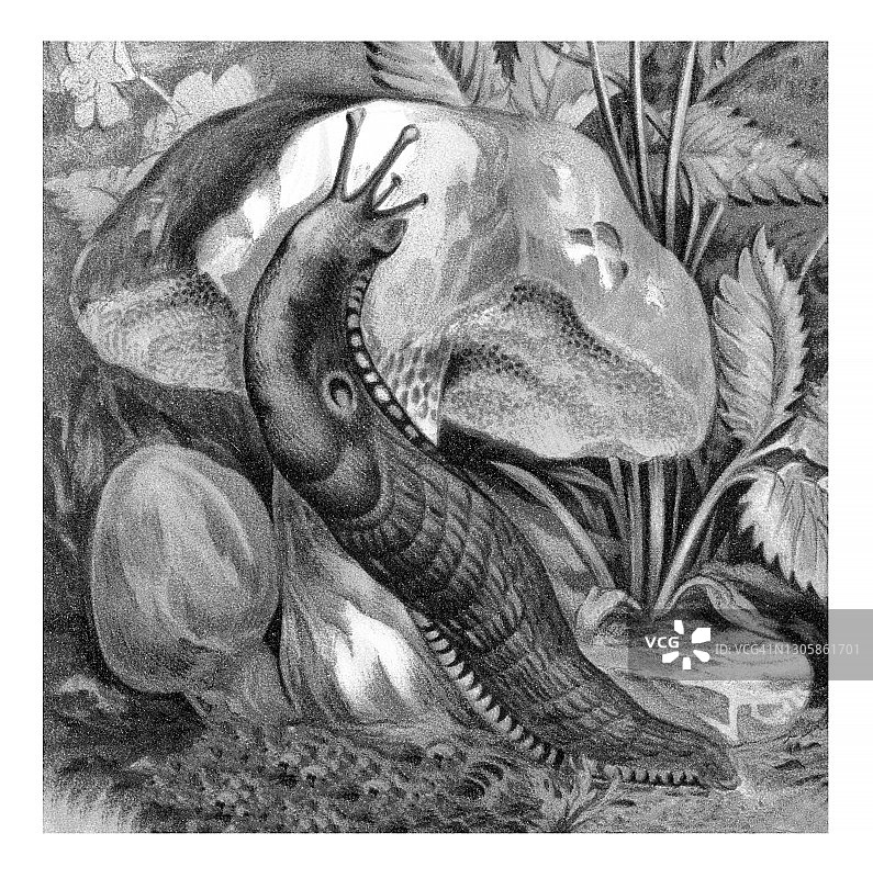 陆地软体动物、蜗牛的旧色版画插图图片素材