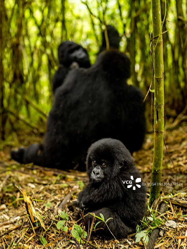 婴儿山地大猩猩(白令盖大猩猩)喂养在火山国家公园，卢旺达图片素材