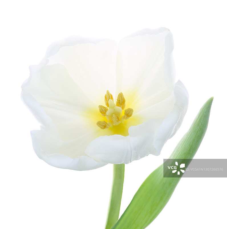 特写的白色郁金香与叶子在白色的正方形。图片素材