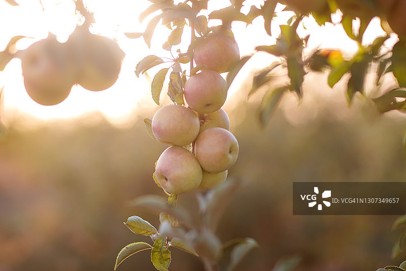 在夕阳的照片中，树枝上的苹果图片素材