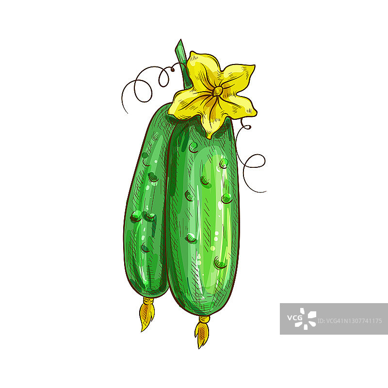 绿色黄瓜与花朵分离小品图片素材
