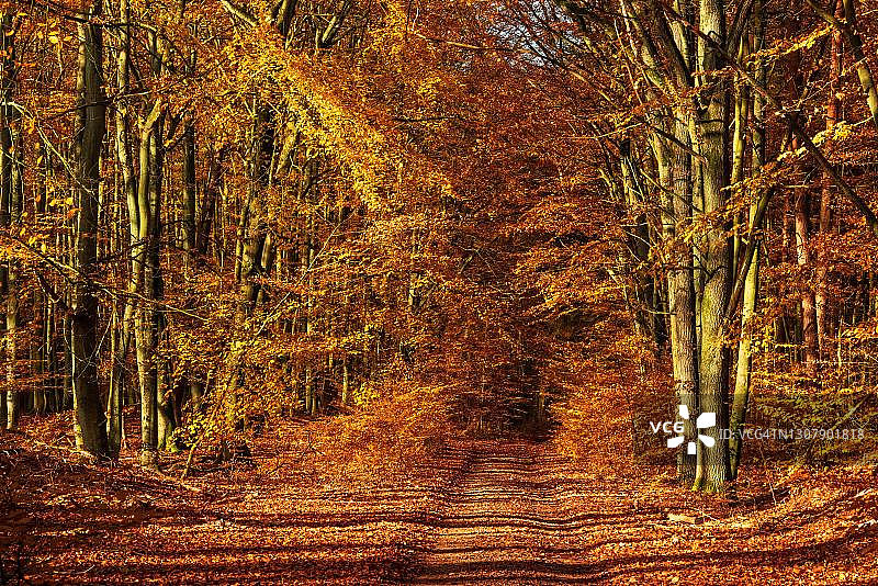 徒步穿越阳光明媚的金秋森林，梅克伦堡-西波美拉尼亚，德国穆瑞茨国家公园图片素材