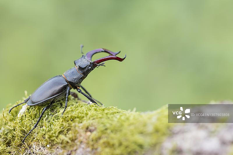 雄鹿甲虫(鹿)，雄，下萨克森州，德国图片素材