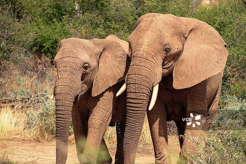 在埃托沙国家公园的草原上，两只非洲丛林象图片素材
