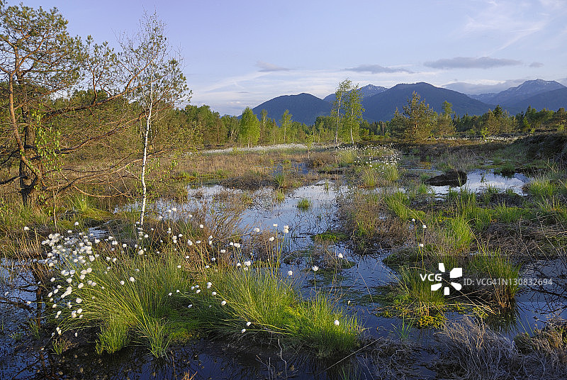 湿地，在Rosenheim, Bavaria，德国，欧洲，与花从野兔尾棉草，Tussock棉草或鞘棉莎草(Eriophorum vaginatum)图片素材