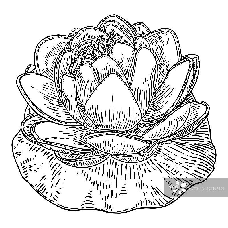 荷花和叶。睡莲花植物学素描。印度宗教中纯洁和启蒙的象征。黑白花，手工画孤立的水塘百合花。向量。图片素材