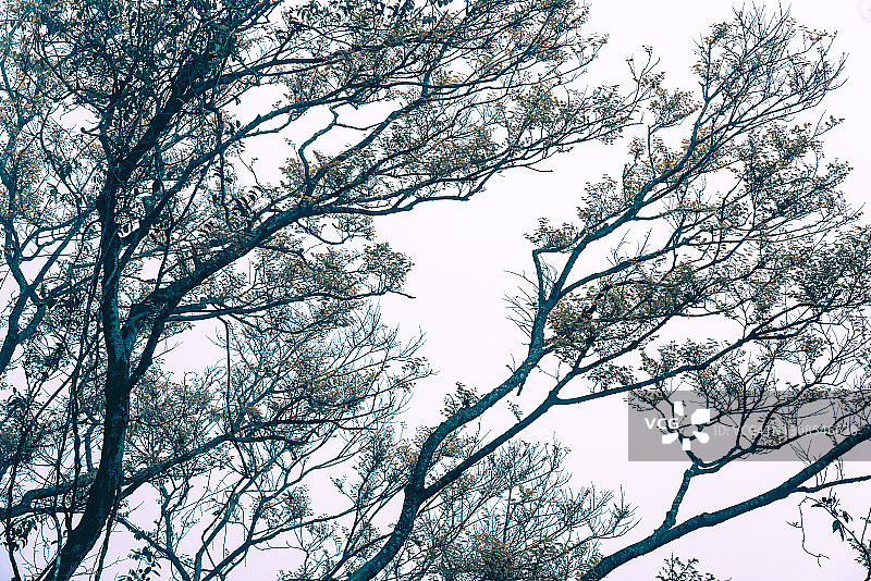 雾中的神秘森林，蓝色雾中的树枝剪影图片素材