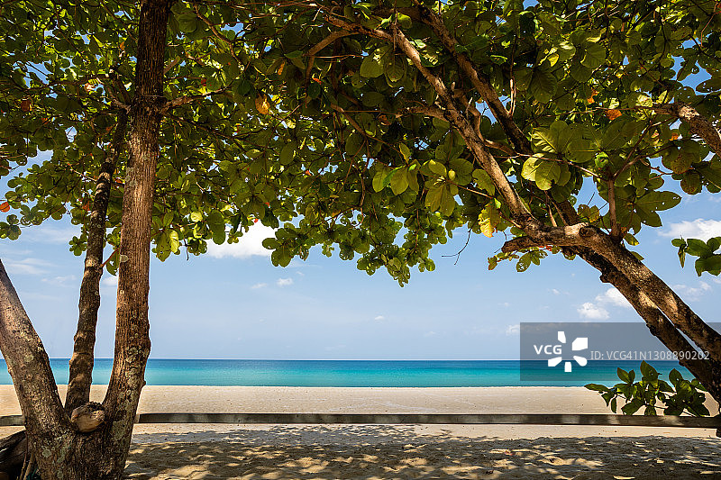海滩和绿色的树在夏天图片素材