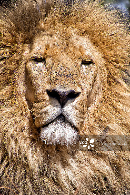 狮子，野生动物保护区，南非图片素材