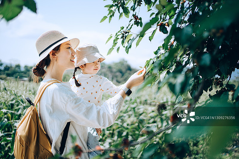 年轻的亚洲母亲和可爱的小女儿一起在有机桑树农场愉快地采摘新鲜的桑树。体验园艺和收获。母亲教导女儿学会尊重自然母亲。家庭在大自然和户外的乐趣图片素材