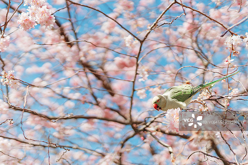 绿色的鹦鹉在粉红色的樱花树休息图片素材