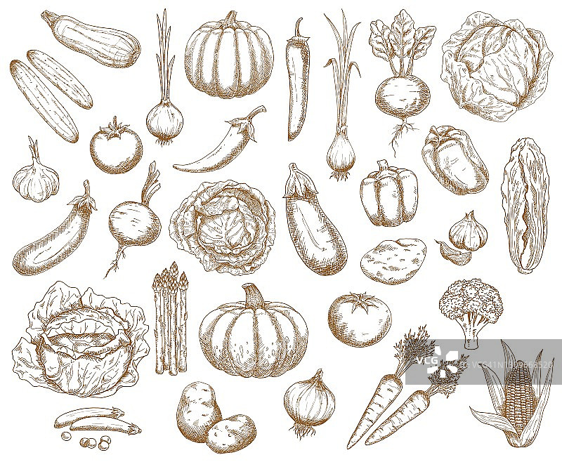 农场蔬菜，绿色植物和蔬菜矢量草图图片素材