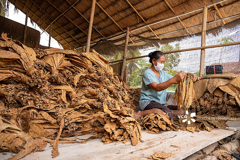 亚洲农民在谷仓里收获干燥的烟叶，泰国烟草图片素材