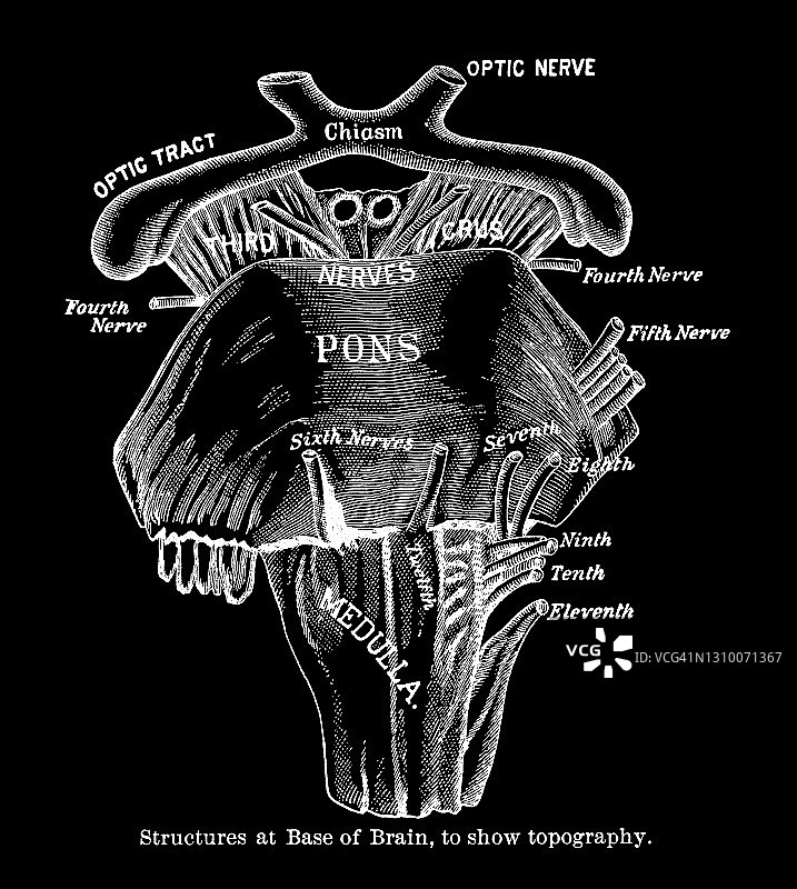 古老的人脑雕刻插图，大脑底部的结构，以显示地形图片素材