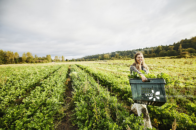 宽阔的镜头，微笑的女农民扛着新鲜收获的有机芹菜在秋天的早晨图片素材