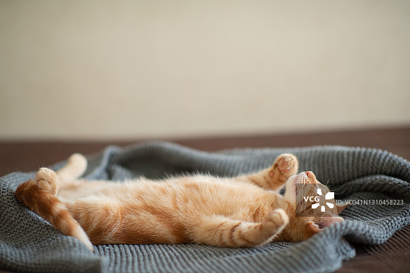 经典大理石图案的红色小猫咪睡在沙发背上。可爱的小宠物。可爱的孩子的动物图片素材