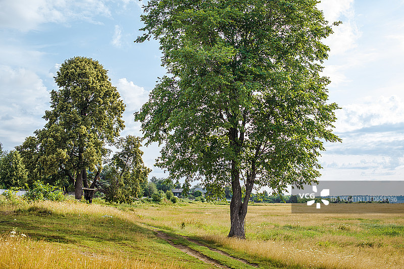一棵树在一个夏天的田野里对着一个蓝色的天空-股票照片图片素材