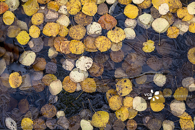 在结冰的池塘表面和下面的叶子图片素材