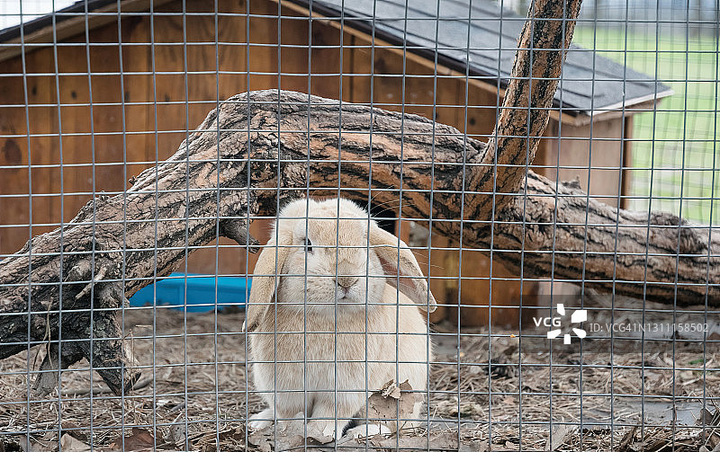 笼子里的姜毛绒绒的家兔。兔毛的农场图片素材