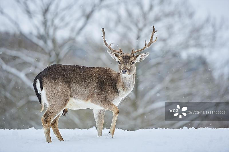 德国巴伐利亚雪地上的小鹿(Dama Dama)图片素材