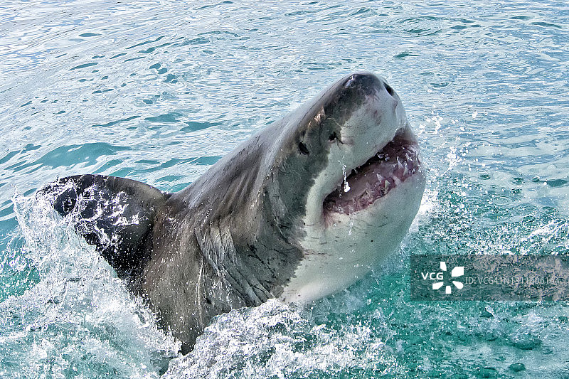大白鲨，干斯拜，西开普，南非图片素材