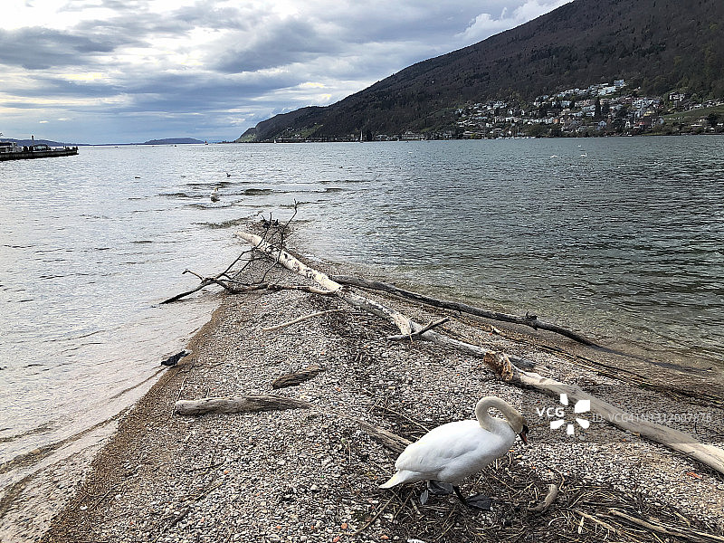 瑞士贝尔湖海滩上的一只天鹅图片素材