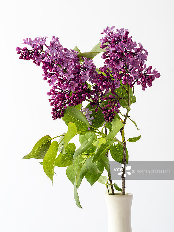 紫丁香枝在花瓶里，工作室在白色的背景上拍摄。图片素材