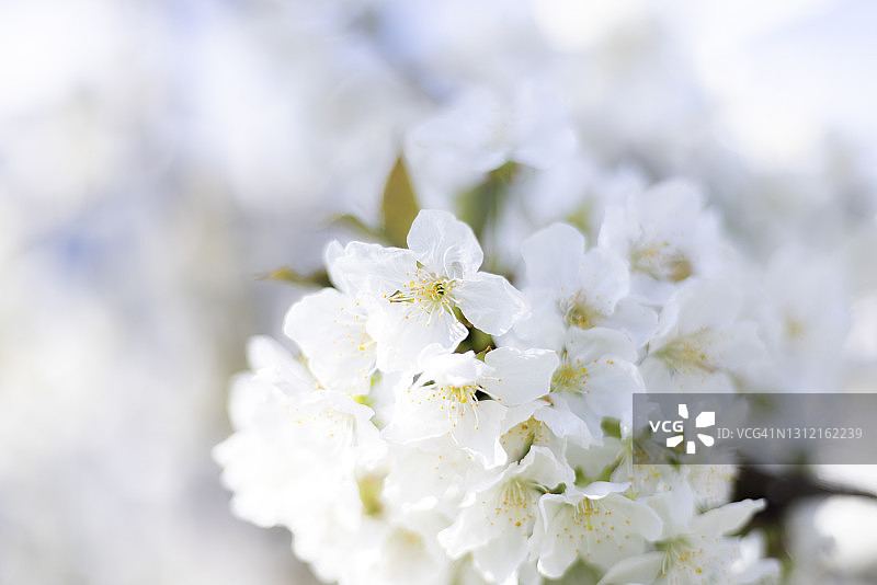 春天的苹果在一个阳光明媚的日子开着白花图片素材