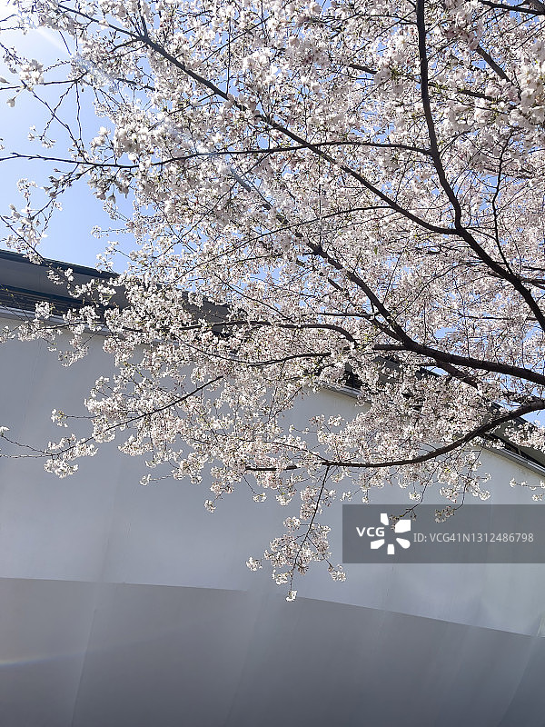 中国杭州，现代建筑旁盛开的樱花图片素材