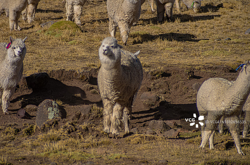 山里的秘鲁羊驼图片素材