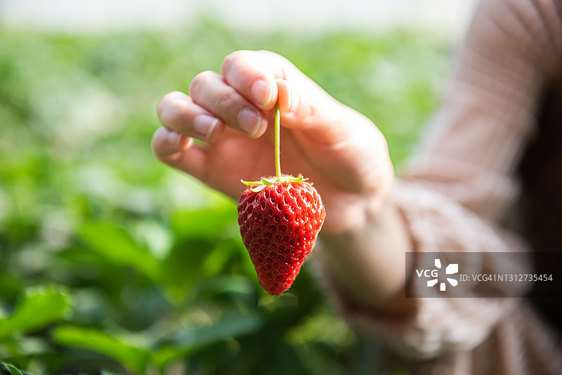 一个女人在草莓农场手里拿着草莓图片素材
