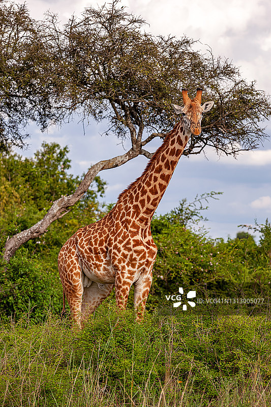 马赛长颈鹿站在金合欢树旁。图片素材