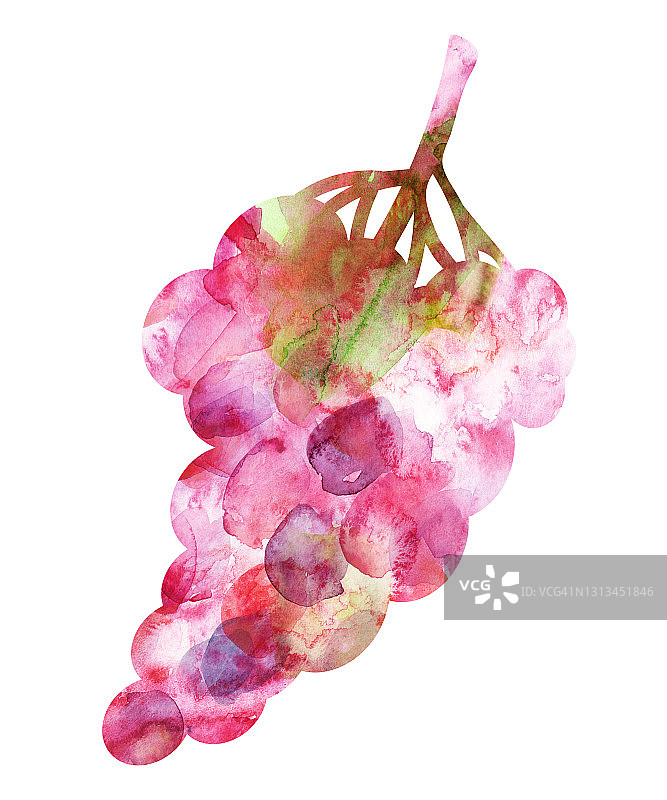 水彩摘葡萄串浆果图片素材