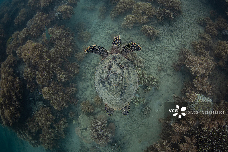玳瑁海龟图片素材